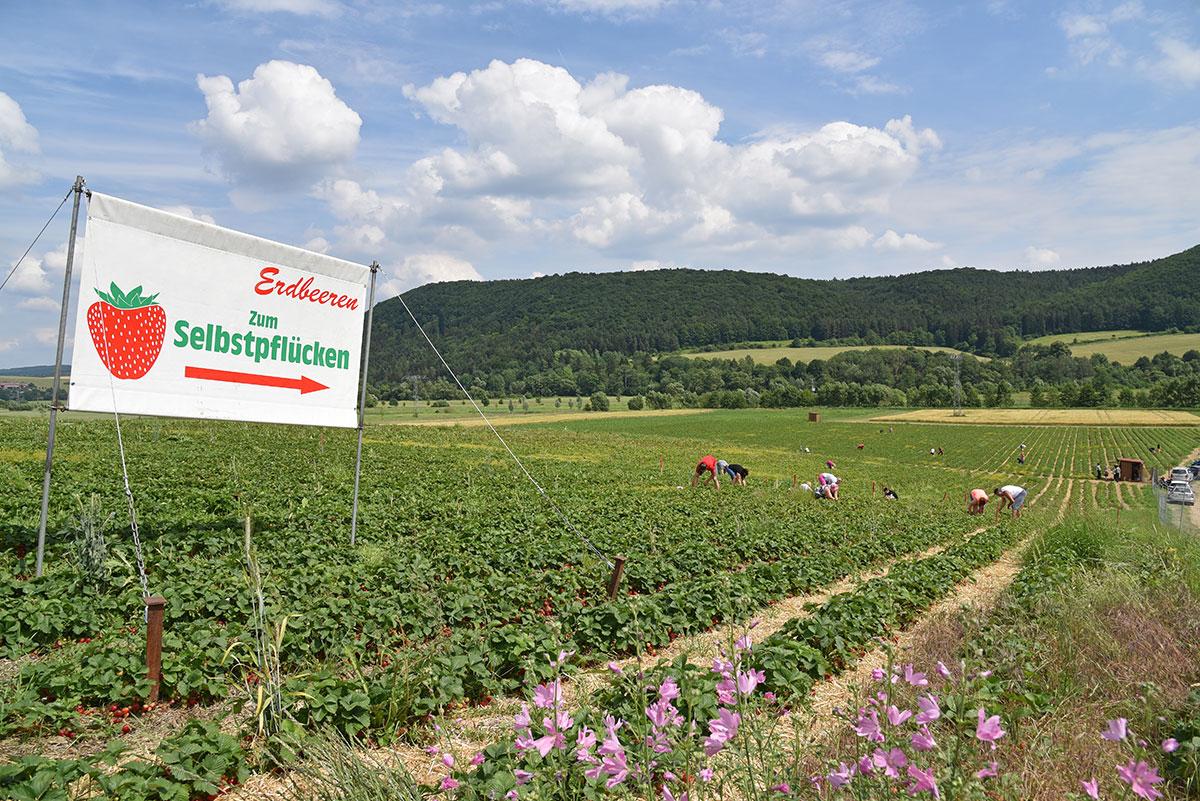 Erdbeerfeld mit Schild zum Selbstpflücken