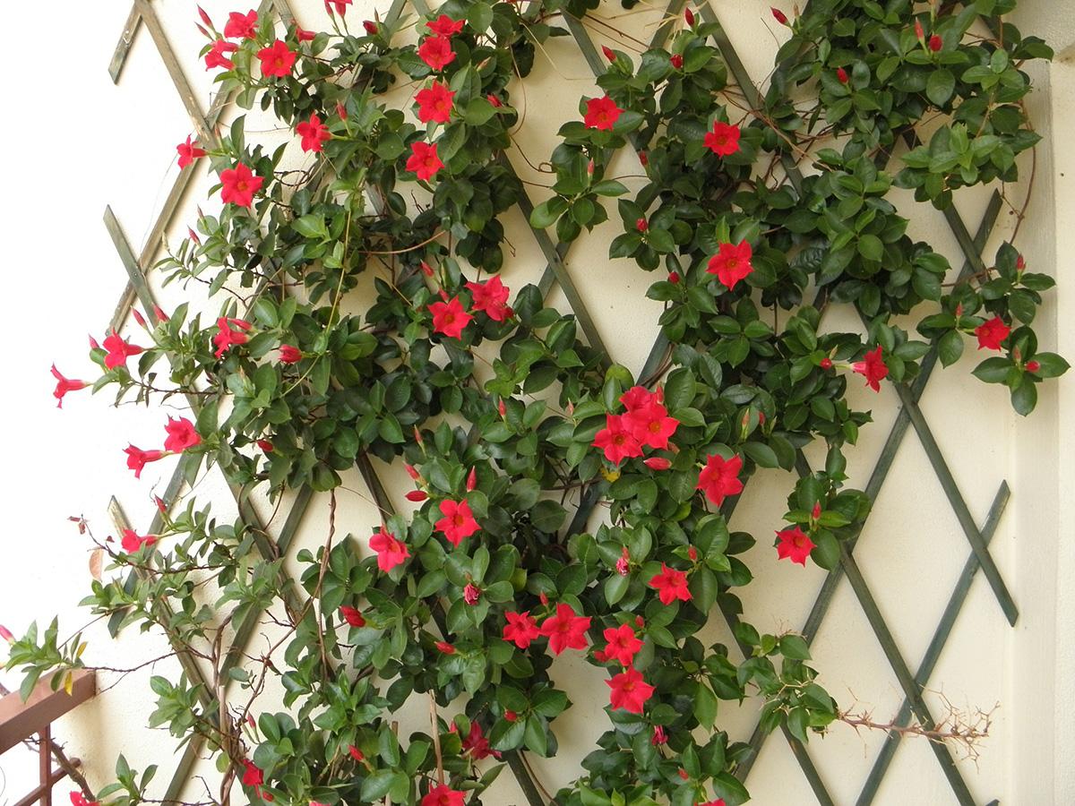 Pflanze mit roten Blüten an Rankgitter