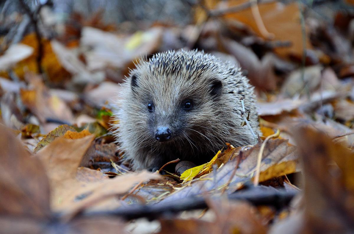 Igel im Laub