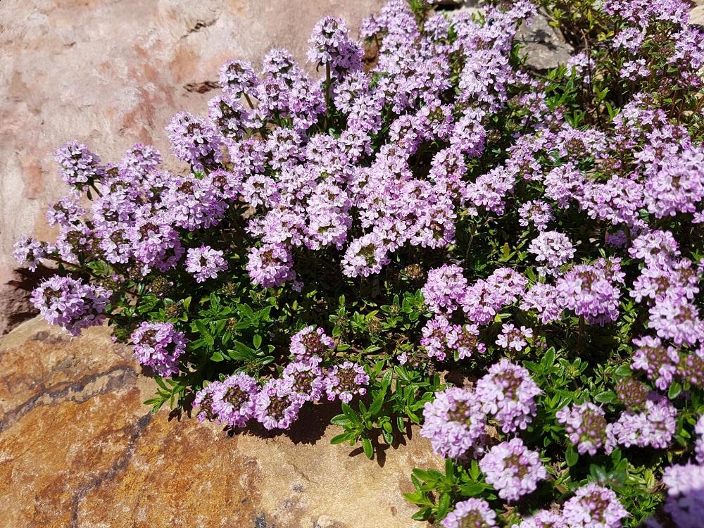 Sand-Thymian (Thymus Serpyllum)