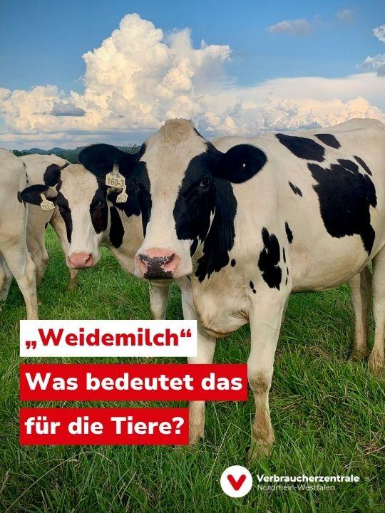 Foto mit mehreren Kühen auf einer Weide unter freiem Himmel, Text: "Weidemilch: Was bedeutet das für die Tiere?" und Logo der Verbraucherzentrale Nordrhein-Westfalen.