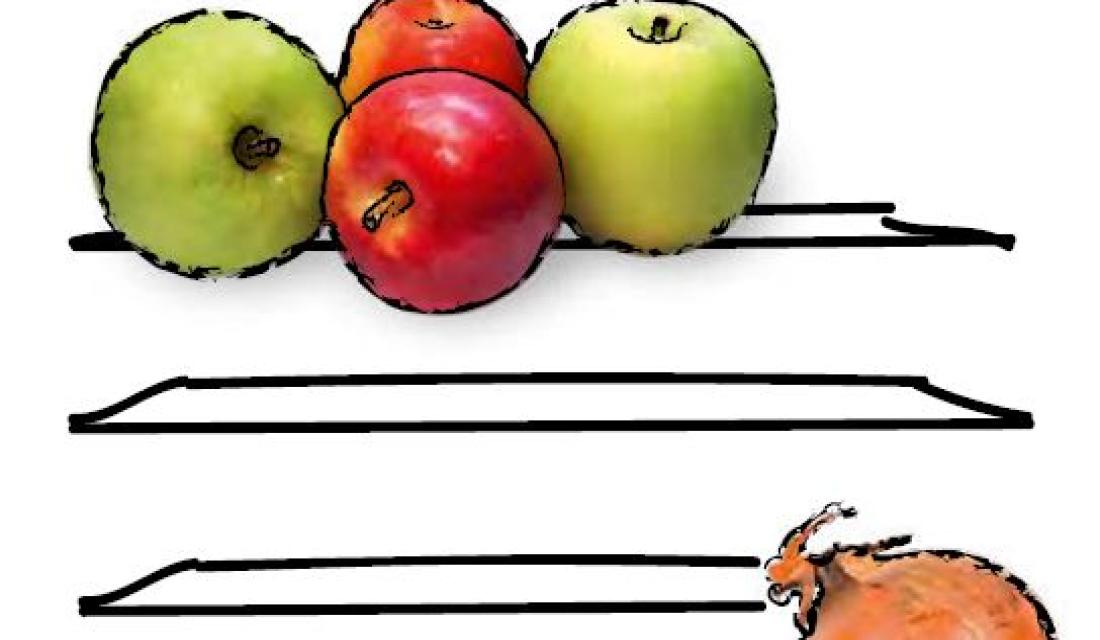 Lagerungs-ABC am Beispiel von Apfel und Zwiebel, die auf Regalbretten liegen