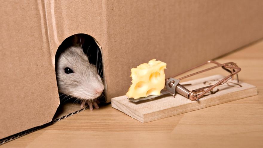 Maus vor einer Mausefalle mit Käse