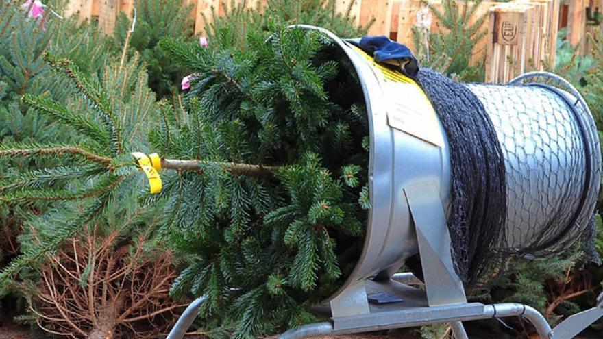 Weihnachtsbaum wird zum Verkauf vorbereitet