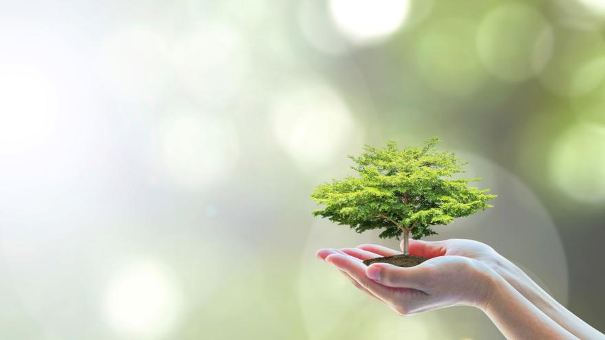 Ein Mensch hält einen Miniatur-Baum in den Händen.
