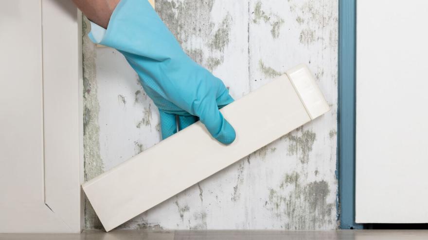 Hand mit Putzhandschuh vor Wand mit Schimmelpilz