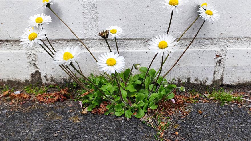 Gänseblümchen durchbricht Pflaster