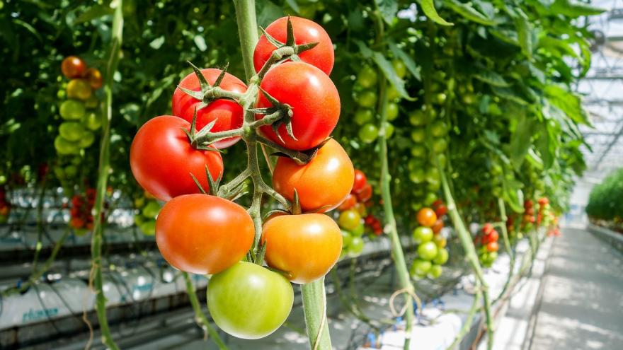 Tomaten am Strauch