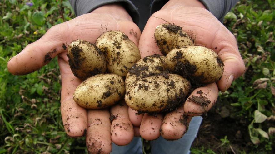 Jemand hält frisch geerntete Kartoffeln in den Händen, an denen noch Erde ist