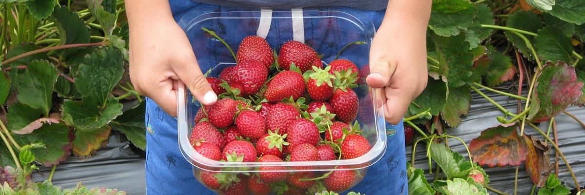 Jemand hält einen Korb voller Erdbeeren bei der Ernte