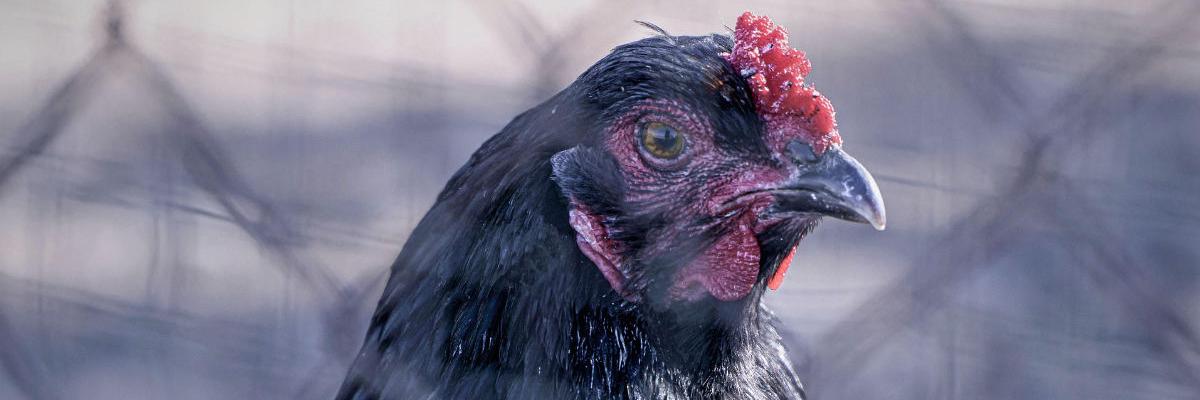 Foto eines Huhns hinter Maschendrahtzaun