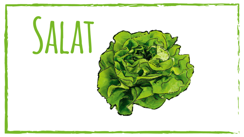 Zeichnung: Salat