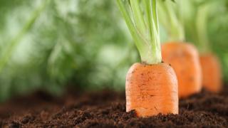 Möhren in der Erde.