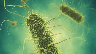 Darstellung von Salmonellen