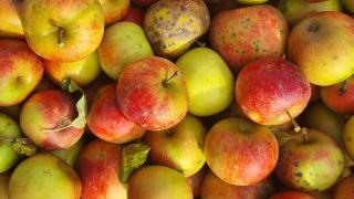 Viele Äpfel auf einem Haufen