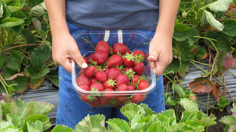 Jemand hält einen Korb voller Erdbeeren bei der Ernte